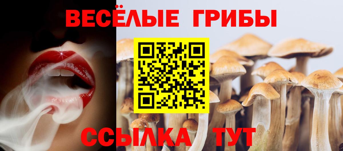 Галлюциногенные грибы Psilocybe Сертолово